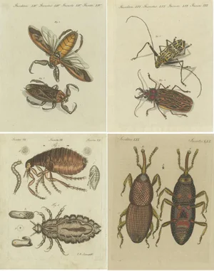 Various Insects, Print, Set of 4
