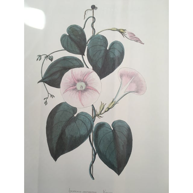 Illustration 1990s Morning Glory Blossoms, Royal Kew Botanical Gardens Lithographs - Set of 2 For Sale - Image 3 of 13