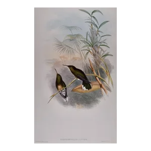Cuvier's Sabre-Wing Hummingbirds: A 19th C. Hand-Colored Lithograph by John Gould and Henry Constantine Richter, 1849-1861