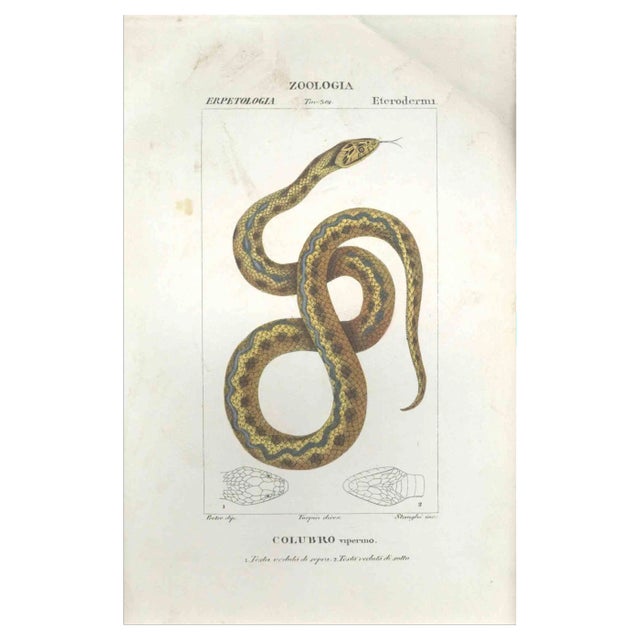 Pierre Jean François Turpin, Colubro, Etching, 1831 For Sale