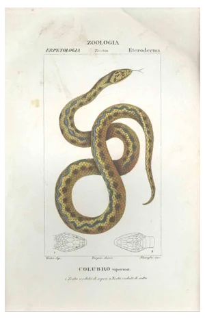 Pierre Jean François Turpin, Colubro, Etching, 1831