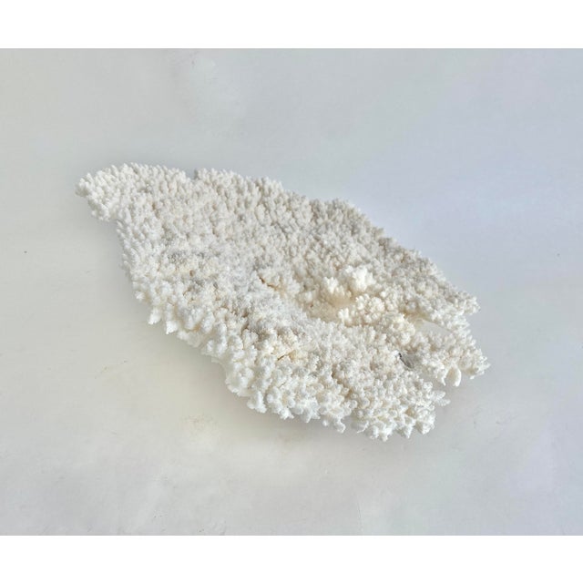 Stunning Natural White Table Coral Specimen Coastal Home Decor For Sale - Image 4 of 5