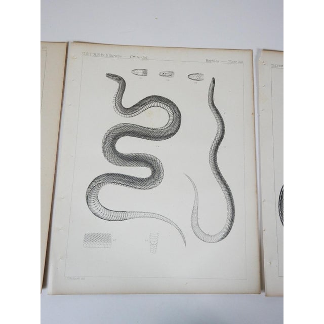 Rustic Mid 19th Century Us Pacifc Railroad Snakes Lithograph Book Plates - Set of 3 For Sale - Image 3 of 6