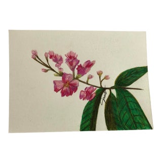 “Queen of Flowers” Contemporary Original Botanical Color Pencil Drawing by Nancy Smith For Sale