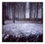 Paul Cooklin, Snowy Woodland, Beccles, Suffolk, Edition of 50 For Sale