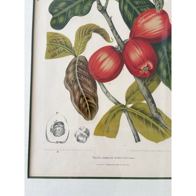 Vintage Botanical Floral Prints, l'Ile De Java, Framed, a Pair Reproduction For Sale In Los Angeles - Image 6 of 12