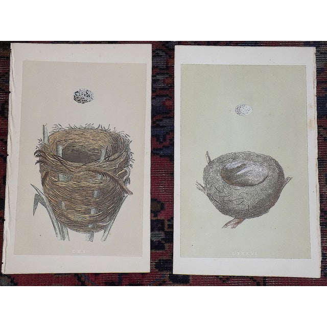 Authentic Antique 19th Century Hand Colored Bird Nest & Egg Lithographs - Set of 12 For Sale In Cincinnati - Image 6 of 9
