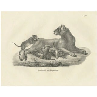C.C. G. Zool., Lioness with Her Playful Cubs in the Wild, 1836, Lithograph For Sale