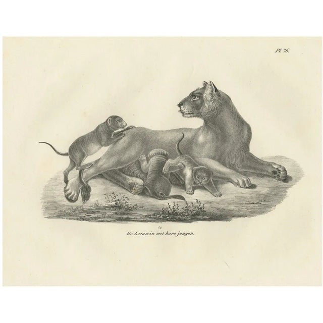 C.C. G. Zool., Lioness with Her Playful Cubs in the Wild, 1836, Lithograph For Sale