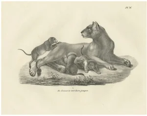 C.C. G. Zool., Lioness with Her Playful Cubs in the Wild, 1836, Lithograph