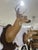 Whitetail Deer Head Shoulder Mount Taxidermy With Hoofs for Gun Holder 35x23 For Sale - Image 4 of 6