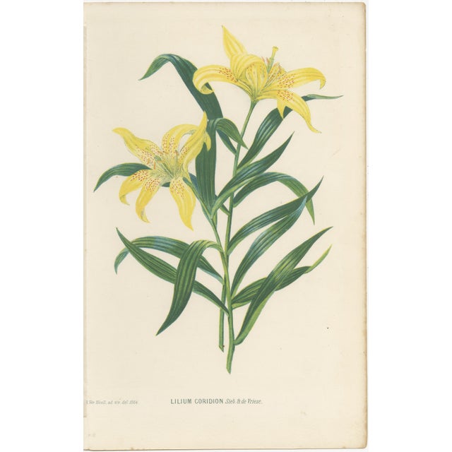 After Siebold & De Vriese, Botanical Illustration of Lilium Partheneion & Coridion, 1856, Prints, Set of 2 For Sale - Image 4 of 10