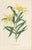 After Siebold & De Vriese, Botanical Illustration of Lilium Partheneion & Coridion, 1856, Prints, Set of 2 For Sale - Image 4 of 10