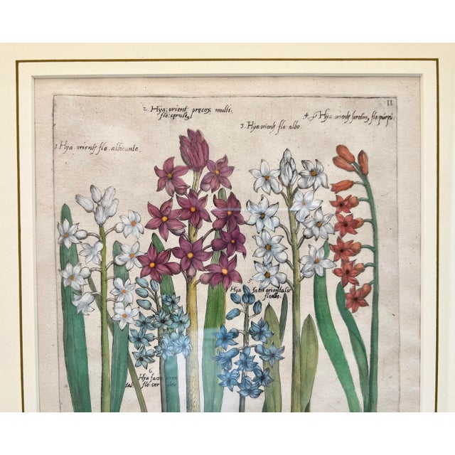 Illustration Emanuel Sweert 17th Century Engraving, Hyacinths For Sale - Image 3 of 6