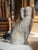 1950s Vintage Staffordshire-Style Painted Chalkware Spaniel Dog Figurine For Sale - Image 5 of 7