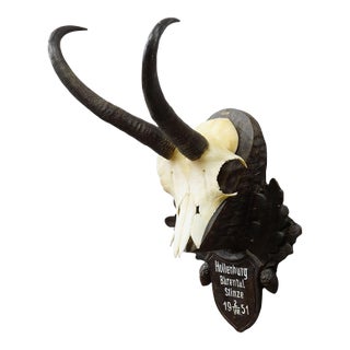 Black Forest Chamois Trophy on Carved Wooden Plaque, Austria 1951 For Sale