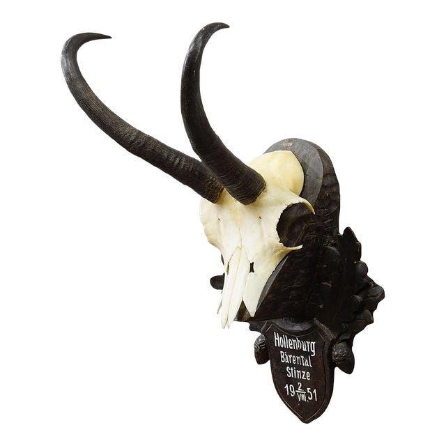 Black Forest Chamois Trophy on Carved Wooden Plaque, Austria 1951 For Sale