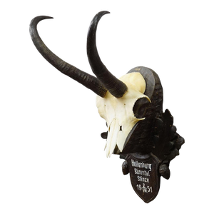 Black Forest Chamois Trophy on Carved Wooden Plaque, Austria 1951