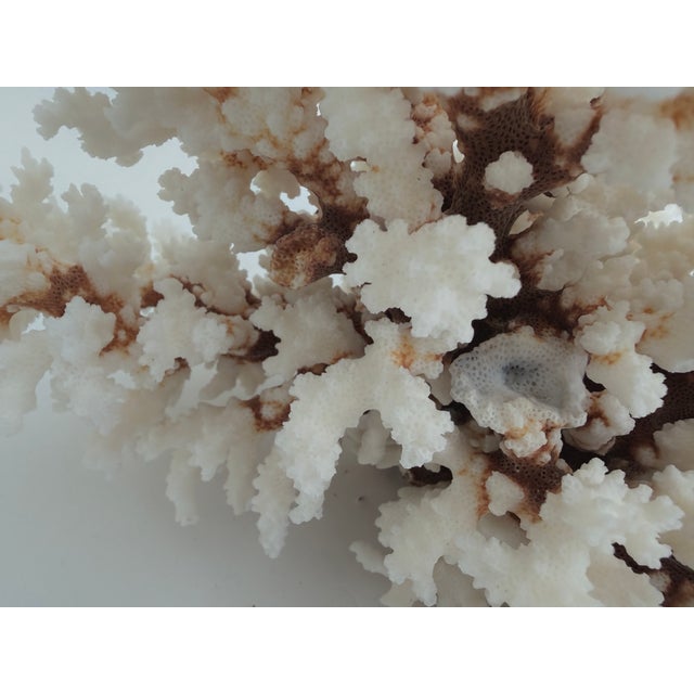 White Exceptional Natural Brown Stem Coral Specimen For Sale - Image 8 of 11