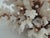 White Exceptional Natural Brown Stem Coral Specimen For Sale - Image 8 of 11