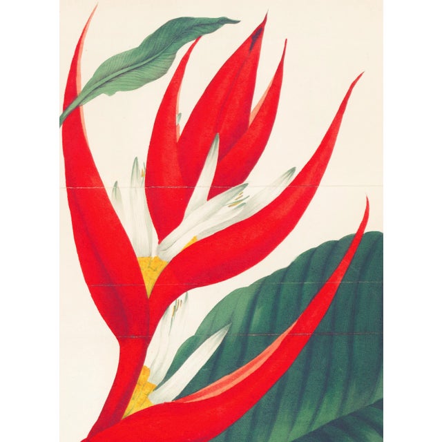 Realism Framed 1836 Paxton Heliconia Braziliensis (Brazilian Heliconia, Bird of Paradise) Flower Engraving For Sale - Image 3 of 4