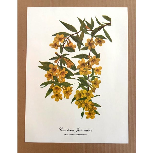 Up for sale is this charming print from an original painting by noted artist Mary Vaux Walcott (1860-1940), matted in an...