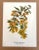 Up for sale is this charming print from an original painting by noted artist Mary Vaux Walcott (1860-1940), matted in an...