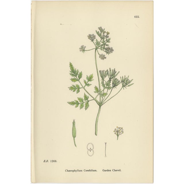 Paper Sowerby, British Chervil Quartet, Hand-Colored Prints, 1902, Set of 4 For Sale - Image 7 of 10