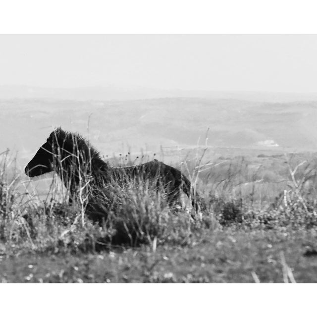 Laurent Campus, Cavallini 02, 2015, Archival Pigment Print For Sale - Image 4 of 7