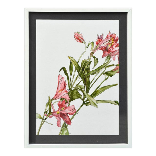 Peruvian Lilies For Sale