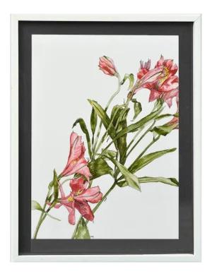 Peruvian Lilies