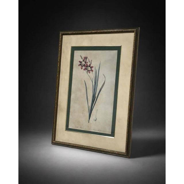 Elegant framed botanical print featuring an Ixia flowering plant with pink and white blossoms, long green leaves, and a...
