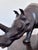 Large Vintage Handcrafted Leather Rhinoceros Statue For Sale - Image 10 of 12