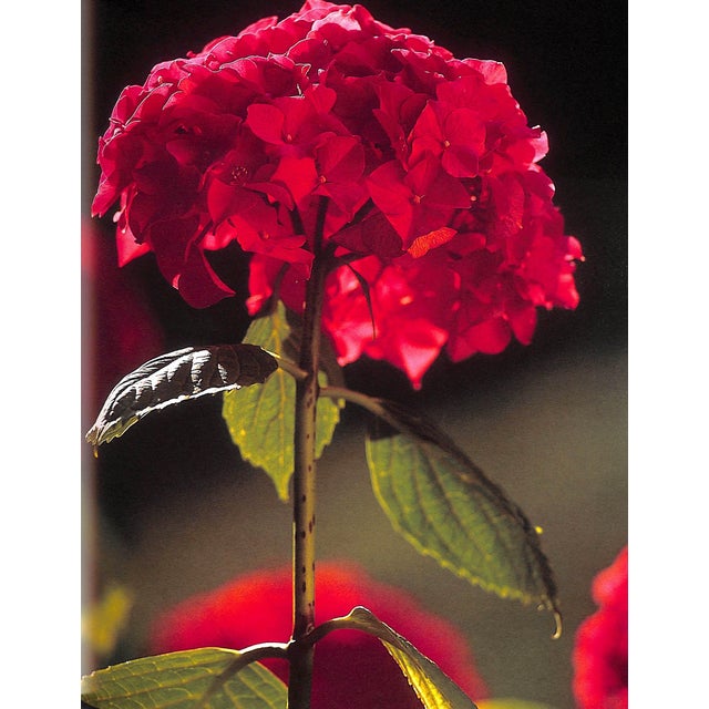 Traditional "Cartier L'Album" Book, 2003 For Sale - Image 3 of 12