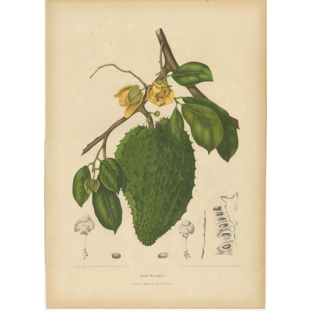 Hoola van Nooten, Soursop Botanical, 1880, Chromolithograph For Sale - Image 9 of 9