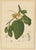 Hoola van Nooten, Soursop Botanical, 1880, Chromolithograph For Sale - Image 9 of 9