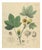 Gossypium Herbaceum, 1831, Paper For Sale
