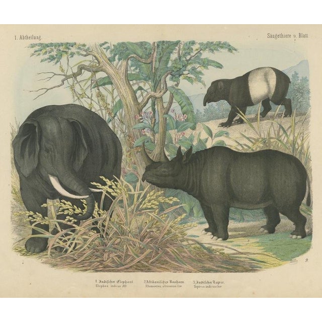 Antique Elephant and Rhinoceros Print with Tapir, 1890 For Sale - Image 12 of 12