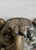 Large Vintage Bronze Leopard Head Door Knocker, Circa 1940 For Sale - Image 10 of 11