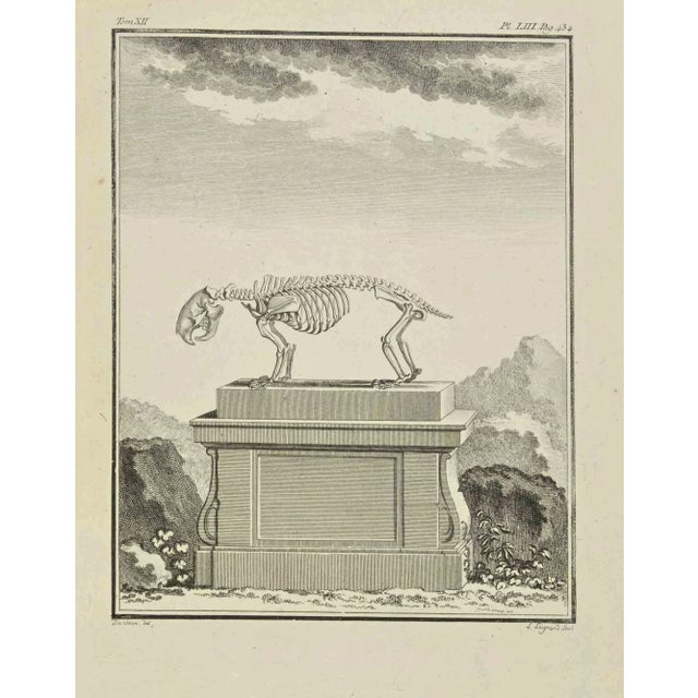 The skeleton is an etching realized in 1771 by Louis Legrand (1723-1807). Titled and signed on the flat. The Artwork...