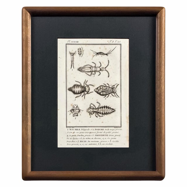 Early 19th Century Cabinet of Curiosities, Set of 9 | Buffon Natural History Engravings of Spiders, Insects & Reptiles For Sale - Image 9 of 11