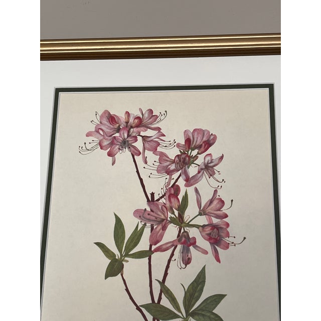 Transitional Vintage Botanicals Set of 2- Authentic 1953 Wild Flower Prints For Sale - Image 3 of 6