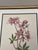 Transitional Vintage Botanicals Set of 2- Authentic 1953 Wild Flower Prints For Sale - Image 3 of 6