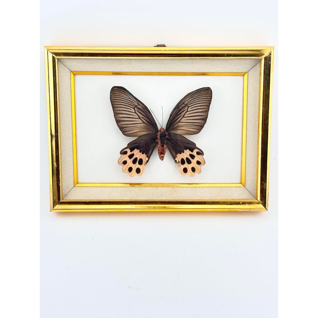 Bring the beauty of nature indoors with this stunning, ethically sourced real butterfly taxidermy display. Featuring a...