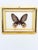 Bring the beauty of nature indoors with this stunning, ethically sourced real butterfly taxidermy display. Featuring a...