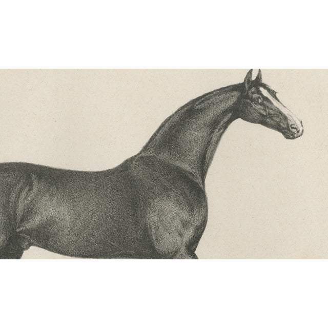 Gold After Chalon, Thoroughbred Stallion Selim, Arabian Bloodlines, 1840, Lithograph For Sale - Image 8 of 9