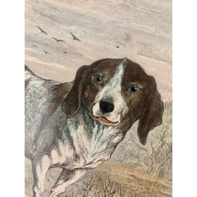 Rustic European 19th-Century Hand Colored French Engraving of a Beagle for "La Chasse Illustree" by Firmin Didot For Sale - Image 3 of 12