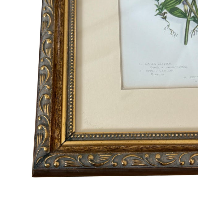 Pair of Antique Hand Colored English Botanical Etchings Gold Ornate Frame Reproduction For Sale In Chicago - Image 6 of 11