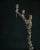 Contemporary Omnia Vanitas Vanité 19 Candelabra in Patinated Cast Bronze by William Guillon For Sale - Image 3 of 12