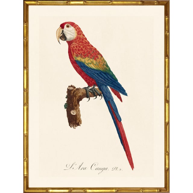 Illustration Barraband Parrots – Macaws (Set of 2), Framed in Bronze Bamboo For Sale - Image 3 of 7